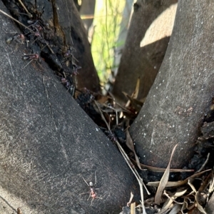 Jalmenus ictinus at Molonglo Valley, ACT - 19 Feb 2023