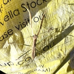 Tenodera australasiae (Purple-winged mantid) at Molonglo Valley, ACT - 19 Feb 2023 by KMcCue