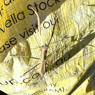 Tenodera australasiae (Purple-winged mantid) at Molonglo Valley, ACT - 18 Feb 2023 by KMcCue