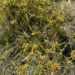 Cyperus eragrostis (Umbrella Sedge) at Molonglo Valley, ACT - 18 Feb 2023 by KMcCue