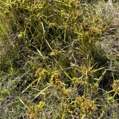 Cyperus eragrostis (Umbrella Sedge) at Molonglo Valley, ACT - 19 Feb 2023 by KMcCue