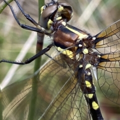 Synthemis eustalacta (Swamp Tigertail) at Tennent, ACT - 4 Jan 2023 by AJB