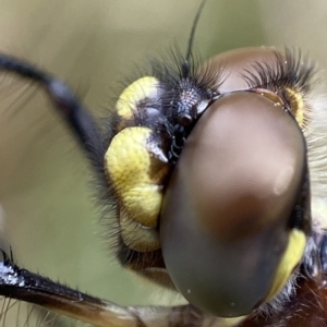 Synthemis eustalacta at Tennent, ACT - 5 Jan 2023