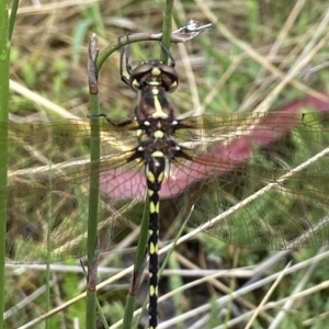 Synthemis eustalacta at Tennent, ACT - 5 Jan 2023