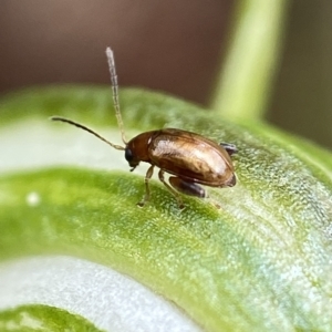 Alticini (tribe) at Paddys River, ACT - suppressed