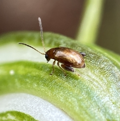 Alticini (tribe) (Unidentified flea beetle) at Paddys River, ACT - 5 Jan 2023 by AJB