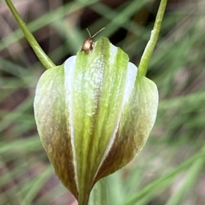 Alticini (tribe) at Paddys River, ACT - suppressed