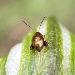 Alticini (tribe) at Paddys River, ACT - suppressed