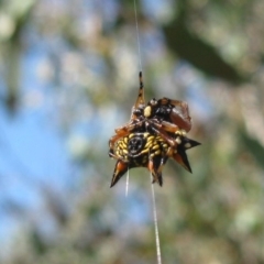 Austracantha minax (Christmas Spider, Jewel Spider) at Molonglo Valley, ACT - 18 Feb 2023 by dwise