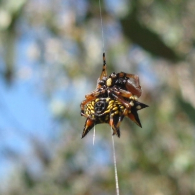Austracantha minax (Christmas Spider, Jewel Spider) at Molonglo Valley, ACT - 18 Feb 2023 by dwise