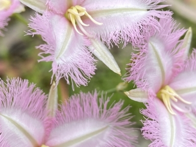 Thysanotus tuberosus (Common Fringe-lily) at Paddys River, ACT - 5 Jan 2023 by AJB