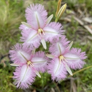 Thysanotus tuberosus at Paddys River, ACT - suppressed