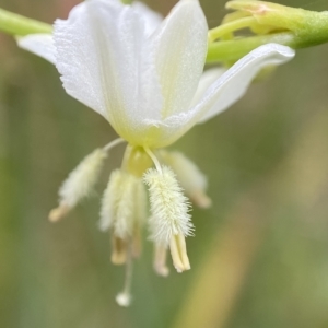 Arthropodium milleflorum at Namadgi National Park - suppressed