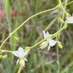 Arthropodium milleflorum at Namadgi National Park - suppressed