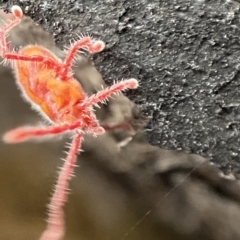 Erythraeidae (family) (Erythraeid mite) at Namadgi National Park - 4 Feb 2023 by AJB