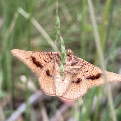 Aglaopus pyrrhata (Leaf Moth) at Cotter River, ACT - 6 Jan 2023 by AJB