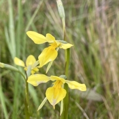 Diuris monticola (Highland Golden Moths) - 5 Jan 2023 by AJB