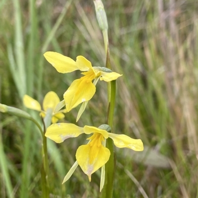 Diuris monticola (Highland Golden Moths) at Undefined Area - 5 Jan 2023 by AJB