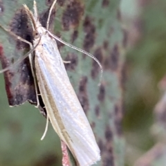 Hednota opulentellus (A Cramdid moth (Crambinae) at Namadgi National Park - 4 Feb 2023 by AJB