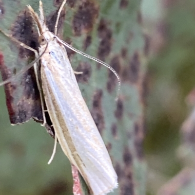 Hednota opulentellus (Crambinae) at Namadgi National Park - 4 Feb 2023 by AJB