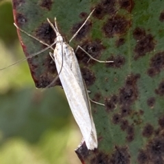 Hednota opulentellus at Namadgi National Park - 4 Feb 2023