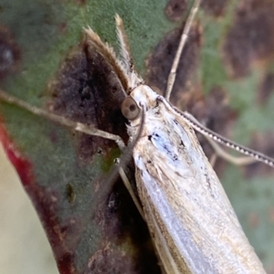 Hednota opulentellus at Namadgi National Park - 4 Feb 2023