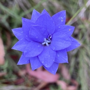 Wahlenbergia sp. at Undefined Area - 4 Feb 2023