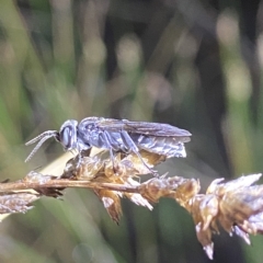 Crabronidae (family) (Sand wasp) at Stromlo, ACT - 11 Feb 2023 by AJB