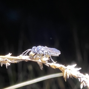 Crabronidae (family) at Stromlo, ACT - 11 Feb 2023 10:33 PM