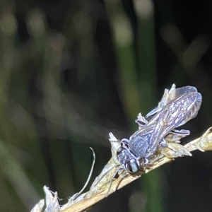 Crabronidae (family) at Stromlo, ACT - 11 Feb 2023 10:33 PM