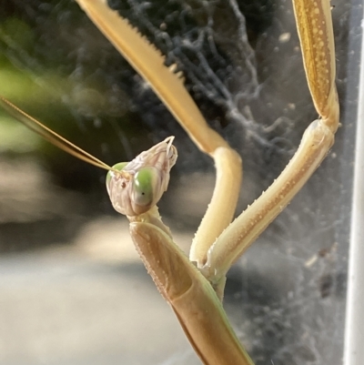 Tenodera australasiae (Purple-winged mantid) at Holder, ACT - 11 Feb 2023 by AJB