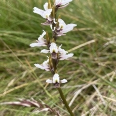 Paraprasophyllum alpestre (Mauve leek orchid) at Perisher Valley, NSW - 17 Feb 2023 by AJB