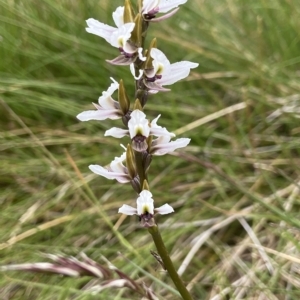 Paraprasophyllum alpestre at Perisher Valley, NSW - 17 Feb 2023