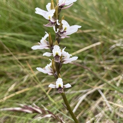 Prasophyllum alpestre (Mauve leek orchid) at Perisher Valley, NSW - 16 Feb 2023 by AJB