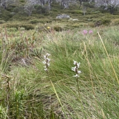 Paraprasophyllum alpestre at Perisher Valley, NSW - 17 Feb 2023