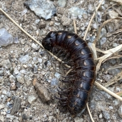 Paradoxosomatidae sp. (family) (Millipede) at Kosciuszko National Park - 17 Feb 2023 by AJB