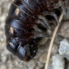 Paradoxosomatidae sp. (family) at Perisher Valley, NSW - 17 Feb 2023