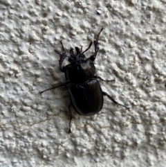 Safrina jugularis (Jugularis stag beetle) at Kosciuszko National Park - 15 Feb 2023 by AJB