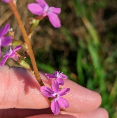 Stylidium armeria subsp. armeria (thrift trigger plant) at Nunniong, VIC - 18 Feb 2023 by Darcy