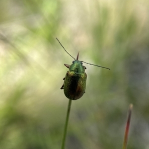 Edusella sp. (genus) at Tennent, ACT - suppressed