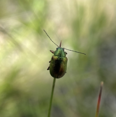 Edusella sp. (genus) (A leaf beetle) at Tennent, ACT - 4 Dec 2021 by AJB