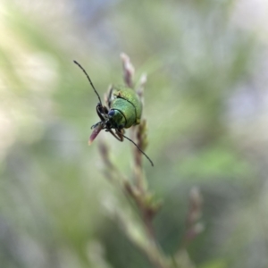 Edusella sp. (genus) at Tennent, ACT - suppressed