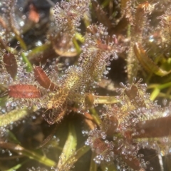 Drosera arcturi (Alpine Sundew) at Kosciuszko National Park - 14 Feb 2023 by AJB