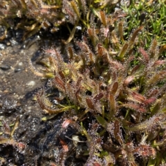 Drosera arcturi at Kosciuszko National Park, NSW - 14 Feb 2023