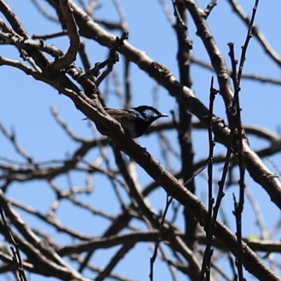 Malurus cyaneus (Superb Fairywren) at Holt, ACT - 19 Feb 2023 by JimL