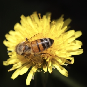 Apis mellifera at Holt, ACT - suppressed