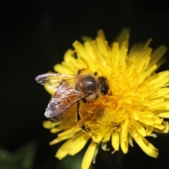 Apis mellifera at Holt, ACT - suppressed