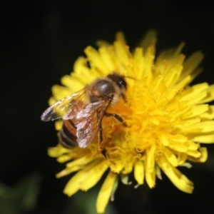 Apis mellifera at Holt, ACT - suppressed