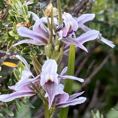 Paraprasophyllum alpestre (Mauve leek orchid) at Kosciuszko National Park, NSW - 14 Feb 2023 by AJB