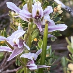 Paraprasophyllum alpestre at Kosciuszko National Park, NSW - 14 Feb 2023